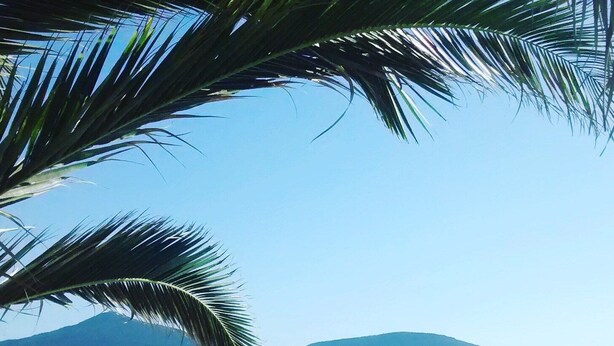 Une plage bordée de palmiers, avec des gens et un ciel bleu dégagé.