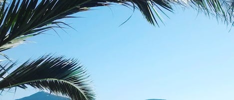 Lettini da mare