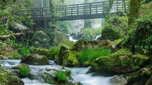 A forest stream with moss-covered rocks and a wooden bridge. - Noia Compostella Wifi (Noia)