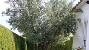 Een verzorgde tuin met een grote boom, netjes gesnoeide hagen en bloeiende planten.