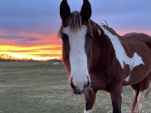 Horses, Big Sky, Boat and Horse Trailer Parking, Acreage, Tiny Home