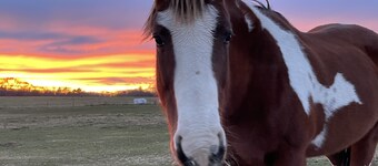 Horses, Big Sky, Boat and Horse Trailer Parking, Acreage, Tiny Home