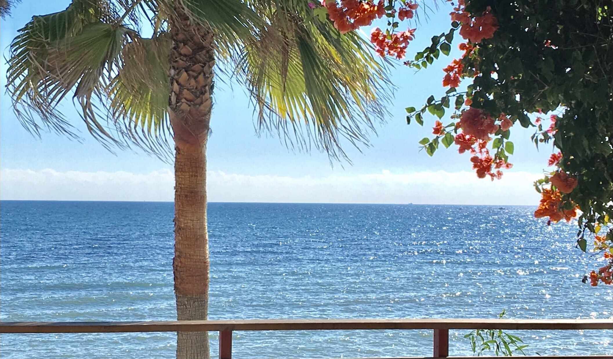 A palm tree and bougainvillea in front of a clear blue sea.