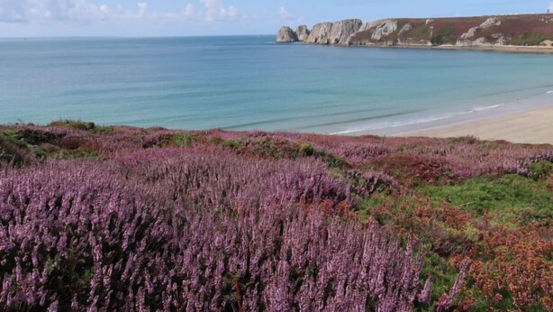 A coastal landscape with purple heather fields, a sandy beach, and rocky cliffs. - Ker Kébec by Interhome (Crozon-Morgat)