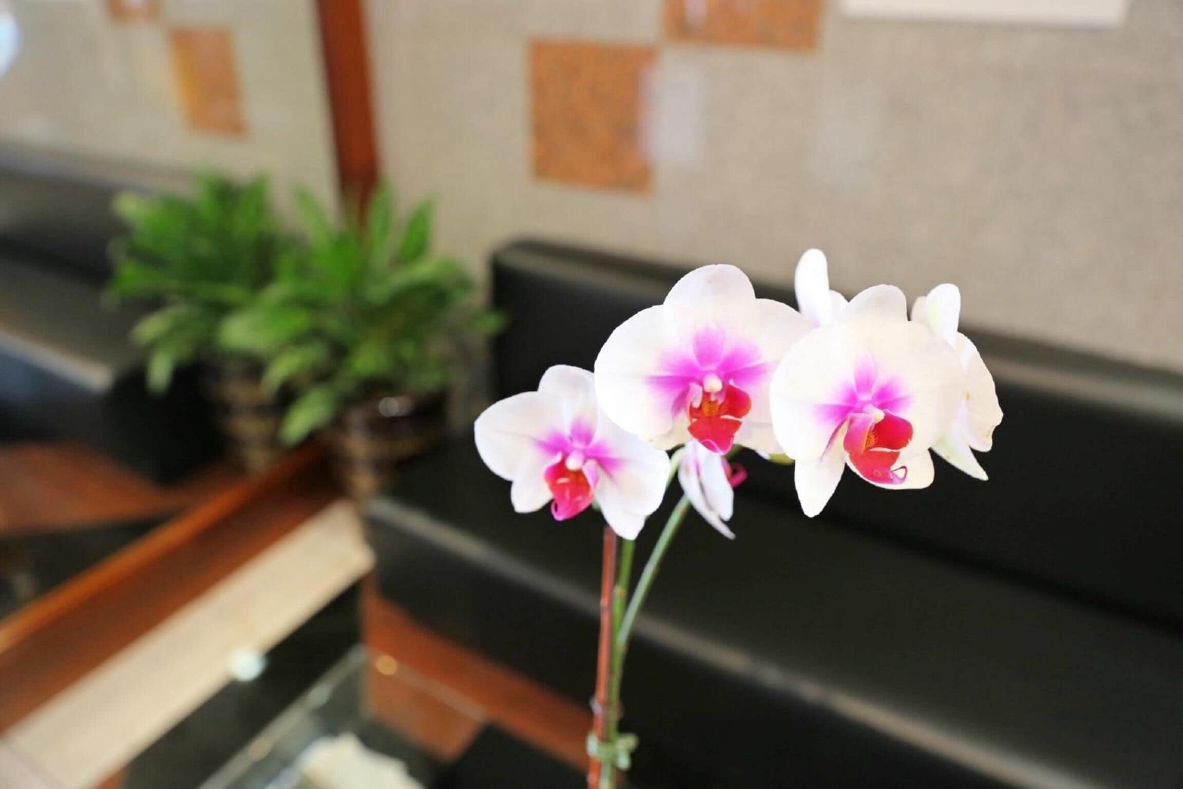 Photo - Phoenix Hotel Brooklyn Sunset Park