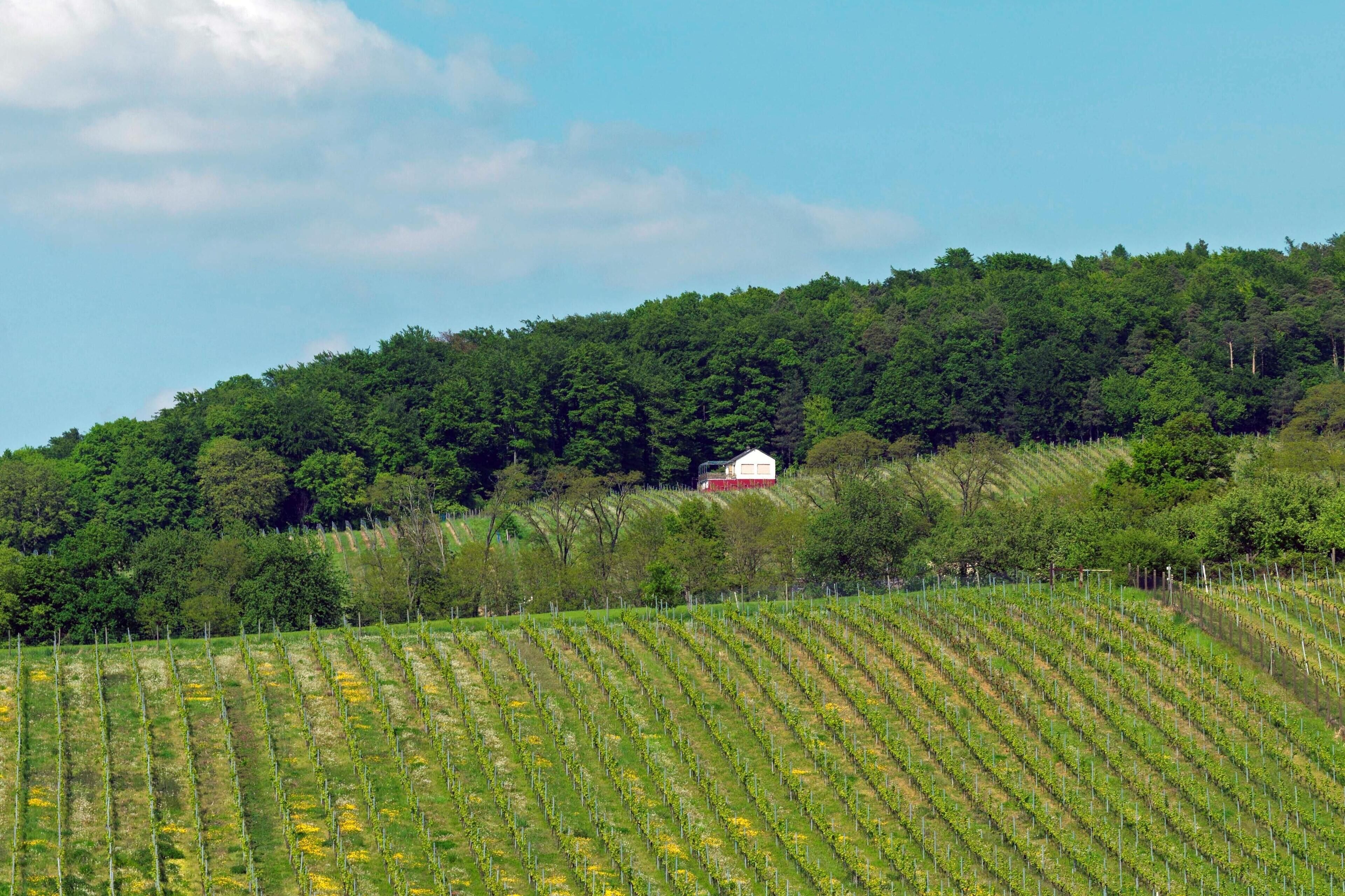 A vineyard with rows of grapevines and a small red and white building on a hill.