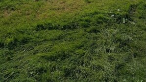 A white van parked next to a blue tent in a grassy field. - Pembs Campervan VW T5 Travel and Stay in Style (Haverfordwest)