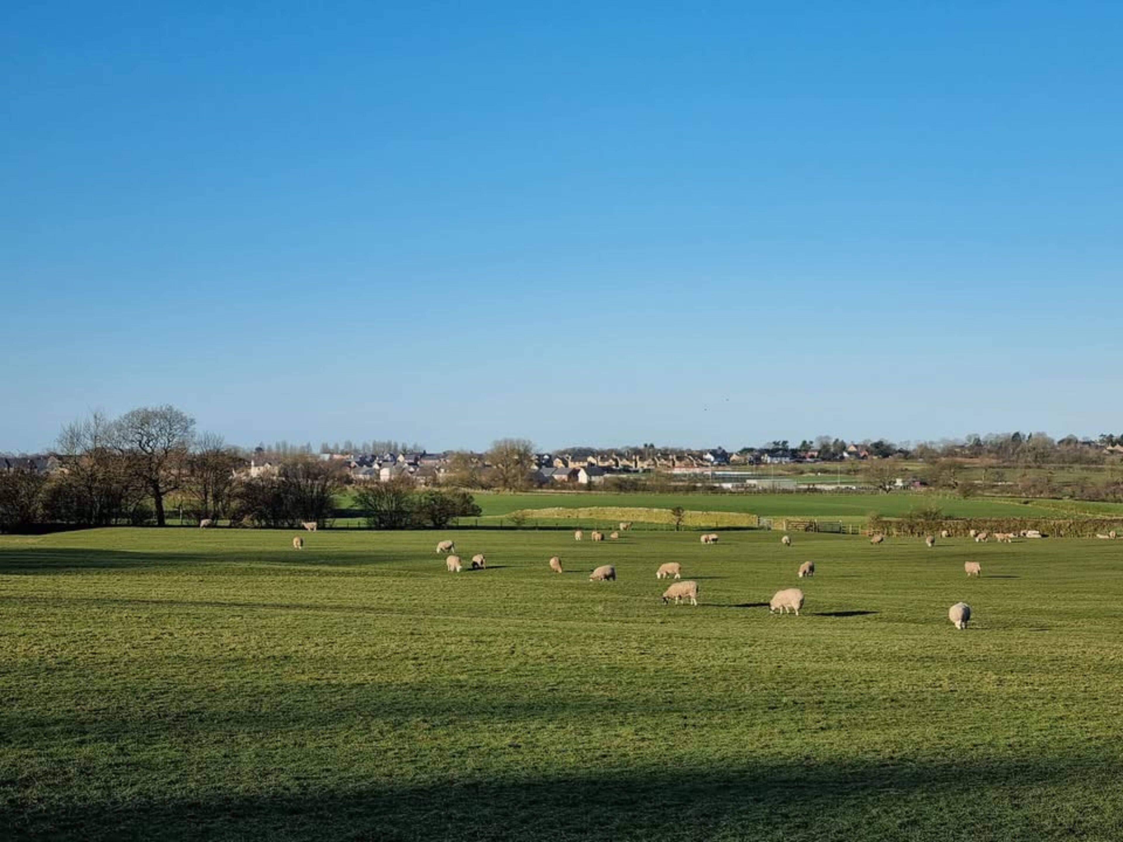 A rural landscape with sheep grazing in a field, houses in the background, and a clear blue sky.