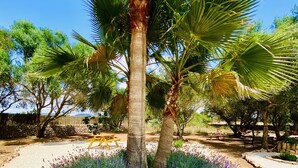 A palm tree surrounded by lavender plants in a garden setting. - Beautiful Finca Sa Canova Agroturismo in Campos (Campos)