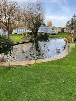 Un étang avec des canards, entouré d’herbe et d’arbres, avec des maisons mobiles en arrière-plan.
