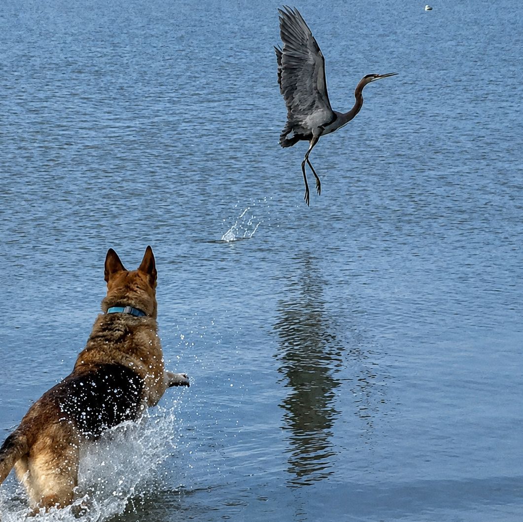 A dog and a bird in a body of water.