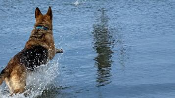 A dog and a bird in a body of water.