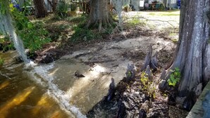 A natural outdoor area with a small stream, trees, and a wooden deck. - Pappy's Pool Lake: A  1650 sqft with Pier,  Boat Ramp, Screened porch,Lakeside. (Lake Waccamaw)