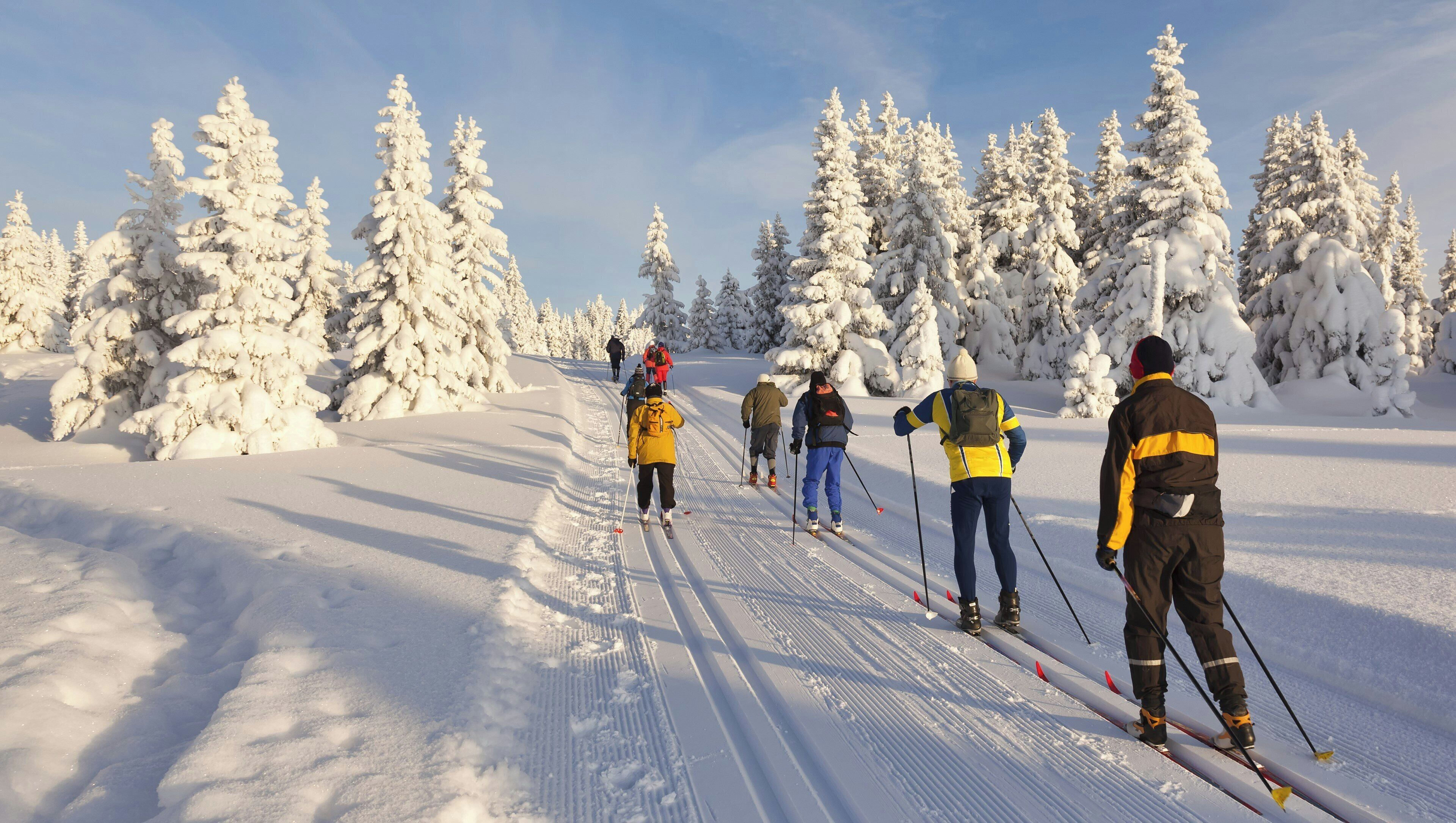 Un grupo de personas esquía de fondo sobre un sendero cubierto de nieve, flanqueado por árboles a ambos lados.
