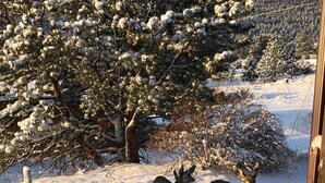 A snowy outdoor area with a wooden railing and a snow-covered tree. - Perfect Mountain Home II with HOT TUB overlooking Mary's Lake/Near RMNP entrance (Estes Park)
