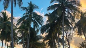 A beach with palm trees and a hut in the background. - Pelican Beach Resort (Dangriga)