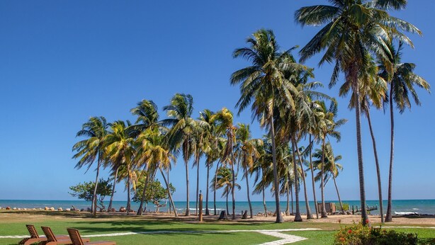 A beach with palm trees, a clear sky, and a pathway leading to lounge chairs. - Pelican Beach Resort (Dangriga)