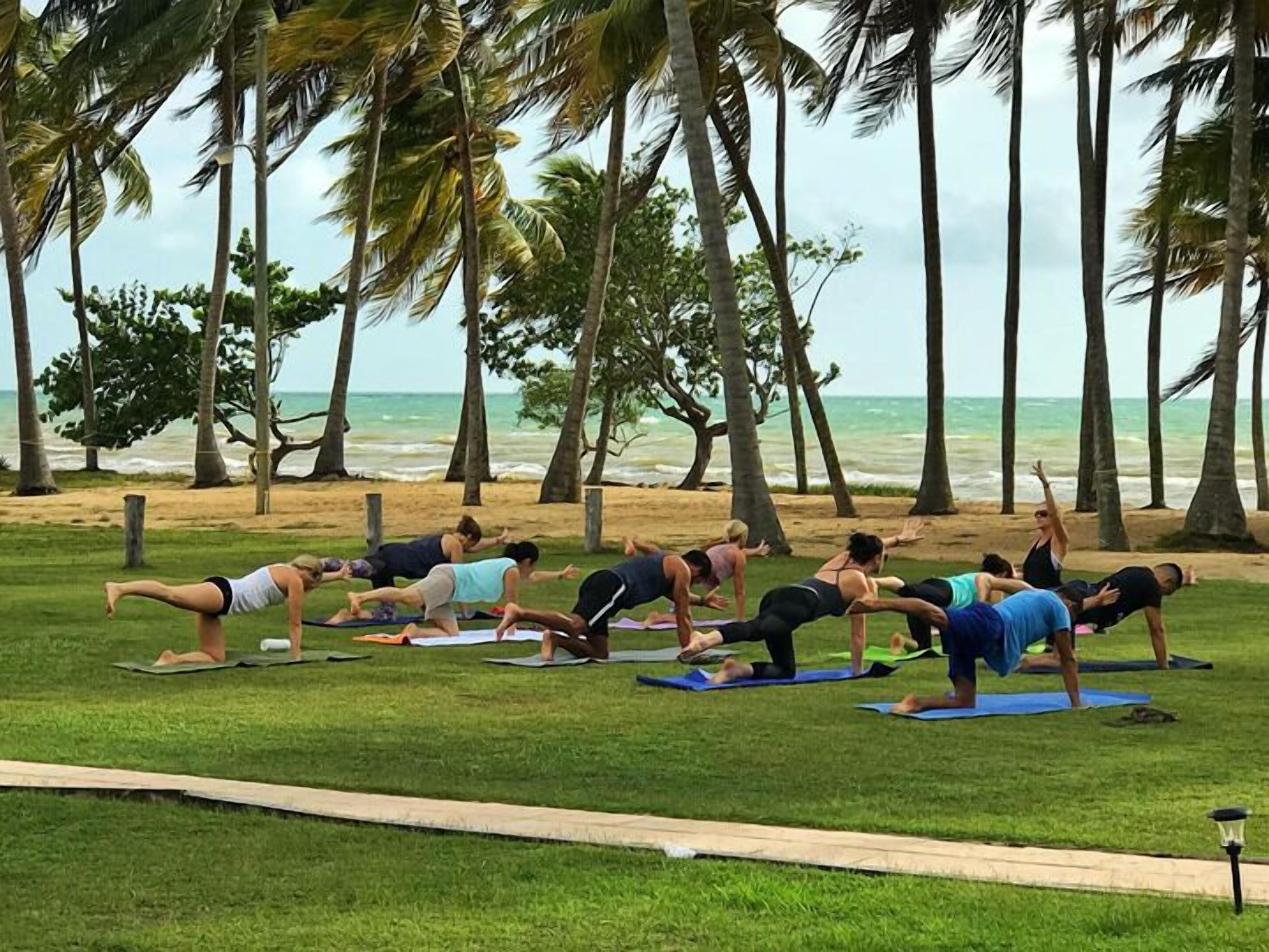 A group of people doing yoga on mats on a grassy area with palm trees and a beach in the background.