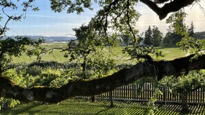 Paisaje rural con un árbol grande en primer plano, una valla de madera y un campo al fondo.