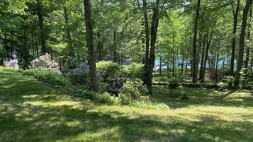 Een weelderig, groen bos met verschillende bomen en bloeiende planten.