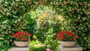 A garden pathway flanked by lush greenery and flowering plants, leading to a central area with a variety of plants. - Quiet location, 3 persons, air-conditioned, garden with barbecue (Porec)