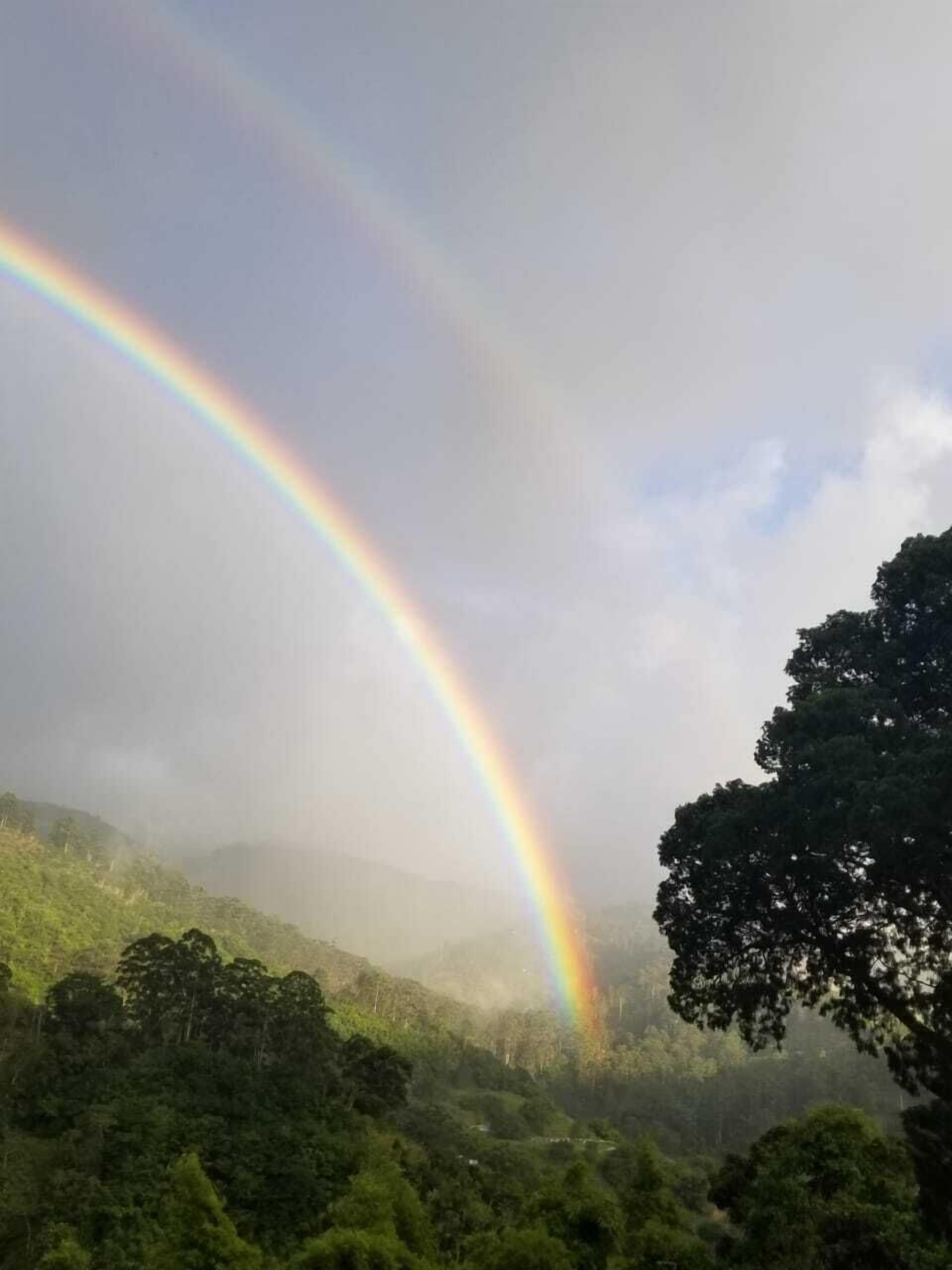 A landscape with a double rainbow over a forested area.