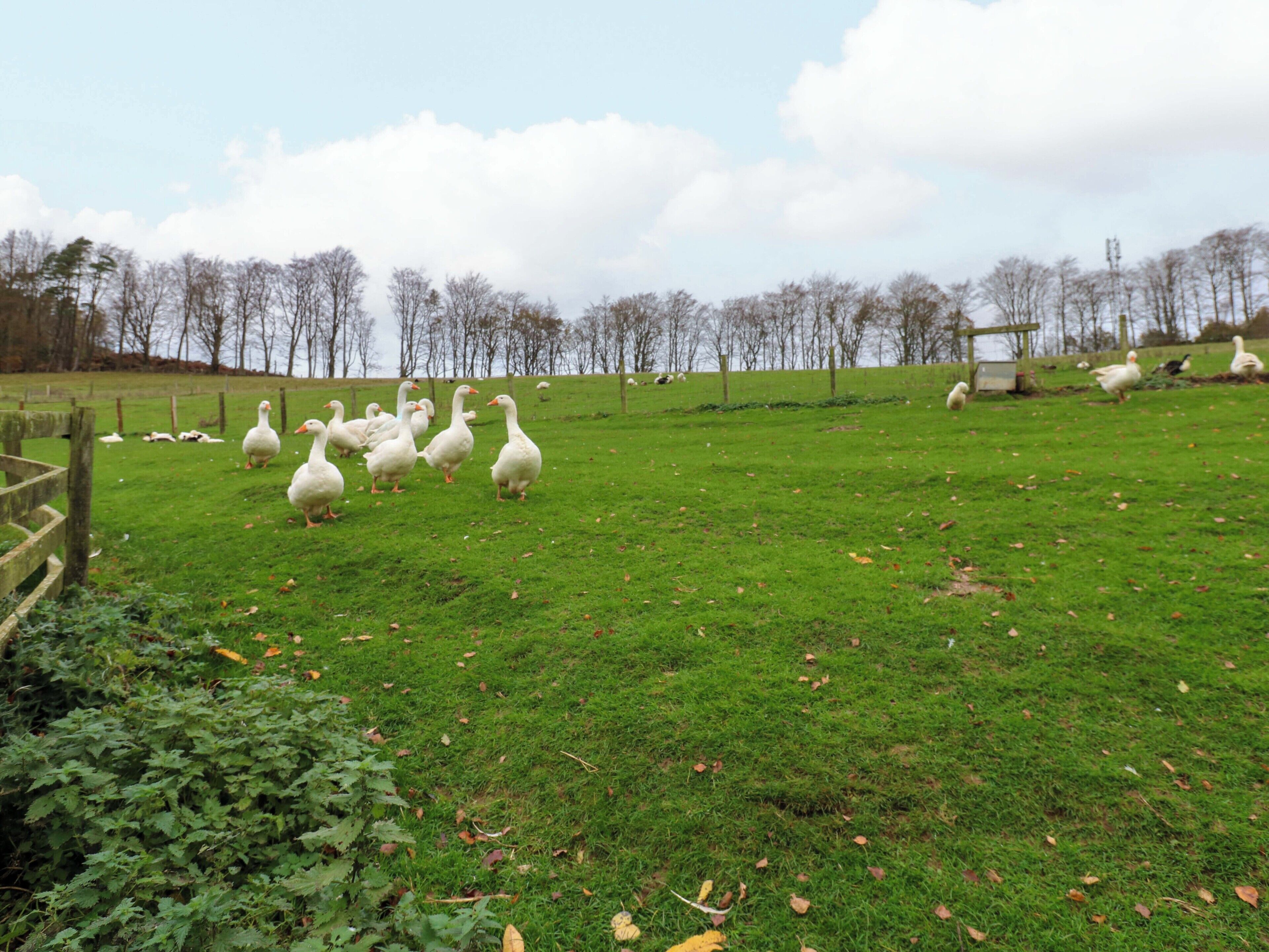 A grassy field with a wooden fence and a few trees in the background.