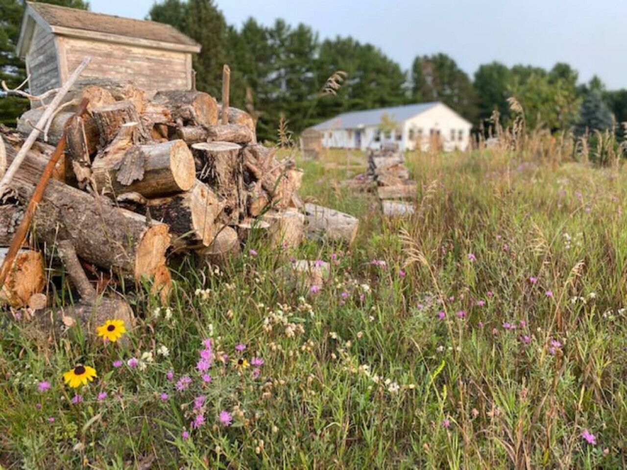 Un décor extérieur rustique, avec une pile de bûches et une petite construction en bois, le tout entouré de fleurs sauvages et de verdure.