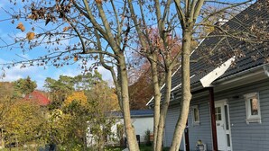 Quartiere residenziale con una casa, un albero e un vialetto asfaltato.