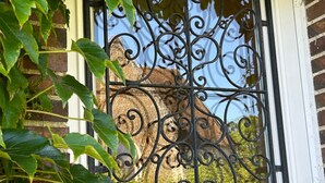 A wrought iron gate with intricate designs, a brick wall, and green foliage in the foreground.
