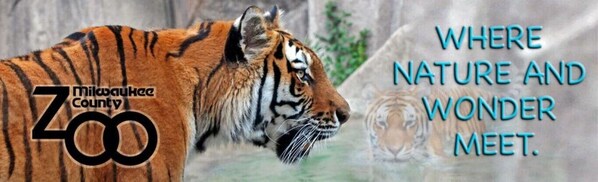 A tiger at the Milwaukee County Zoo. - Kinn Guesthouse Downtown (Milwaukee)