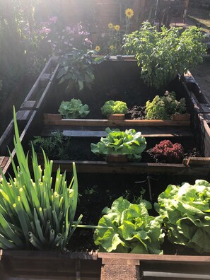 Property grounds - Vacation apartment Paula (Senftenberg)