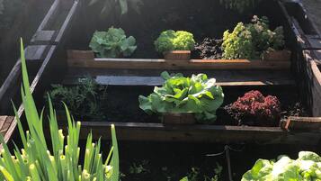Een bloembed met verschillende planten, waaronder bladgroenten en bloemen.