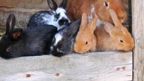 A wooden rabbit hutch with four rabbits inside. - Apartment - Apartment Neuendorf (Saal)