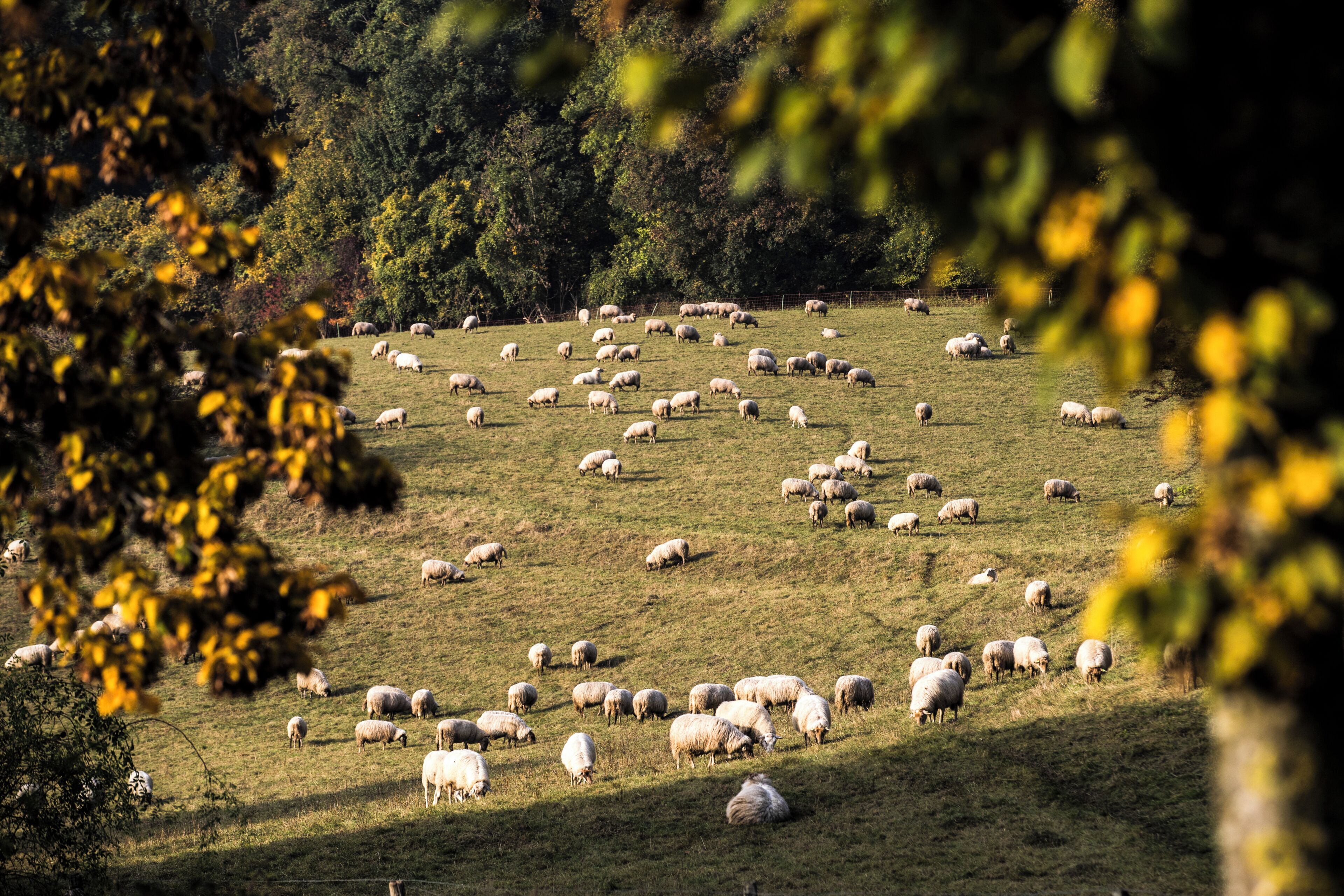 A rural landscape with a herd of sheep grazing on a grassy field.