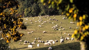 Paisaje rural con un rebaño de ovejas pastando en un campo cubierto de hierba.