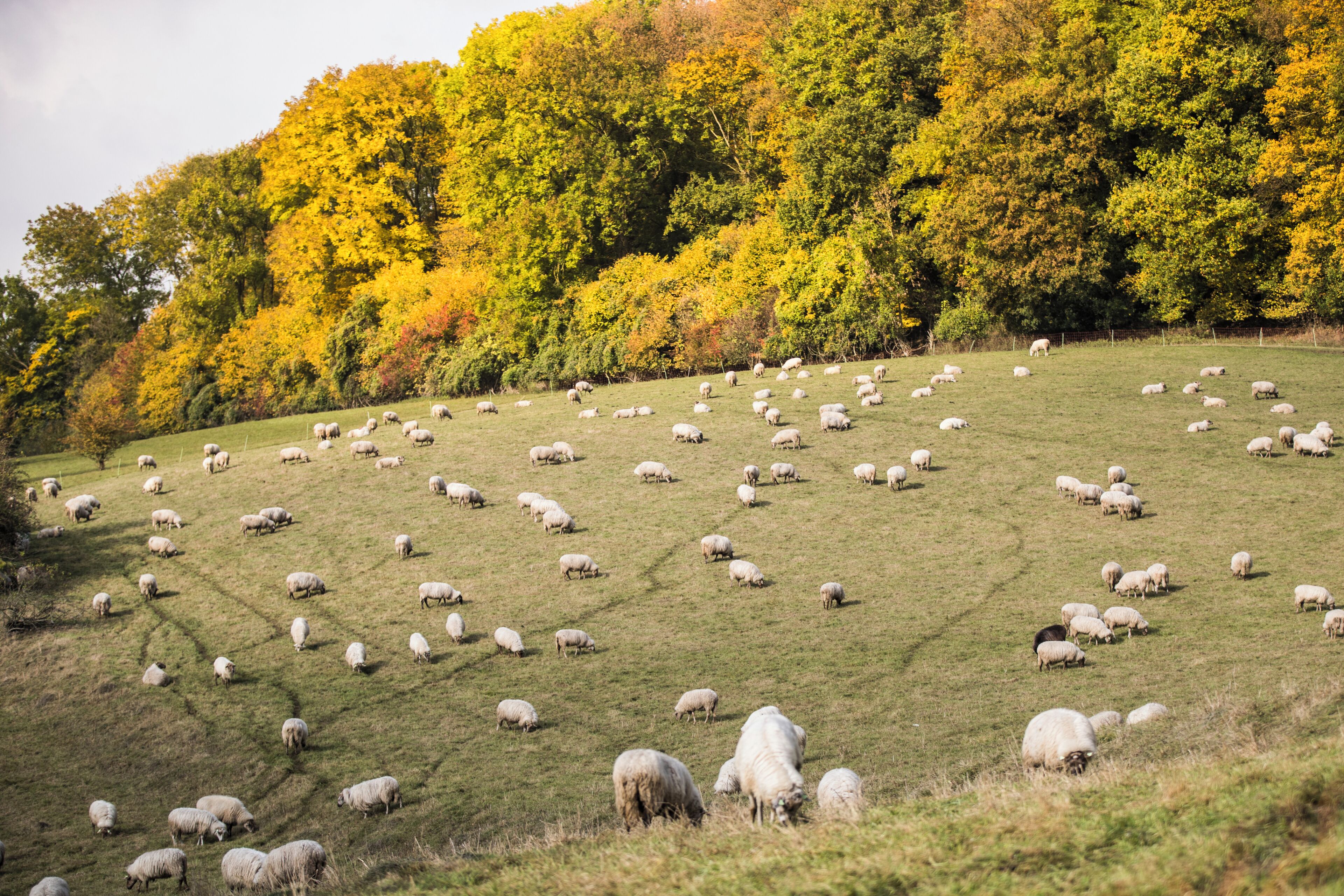 Een groot open veld met veel schapen die grazen, omgeven door een bos met herfstkleuren.