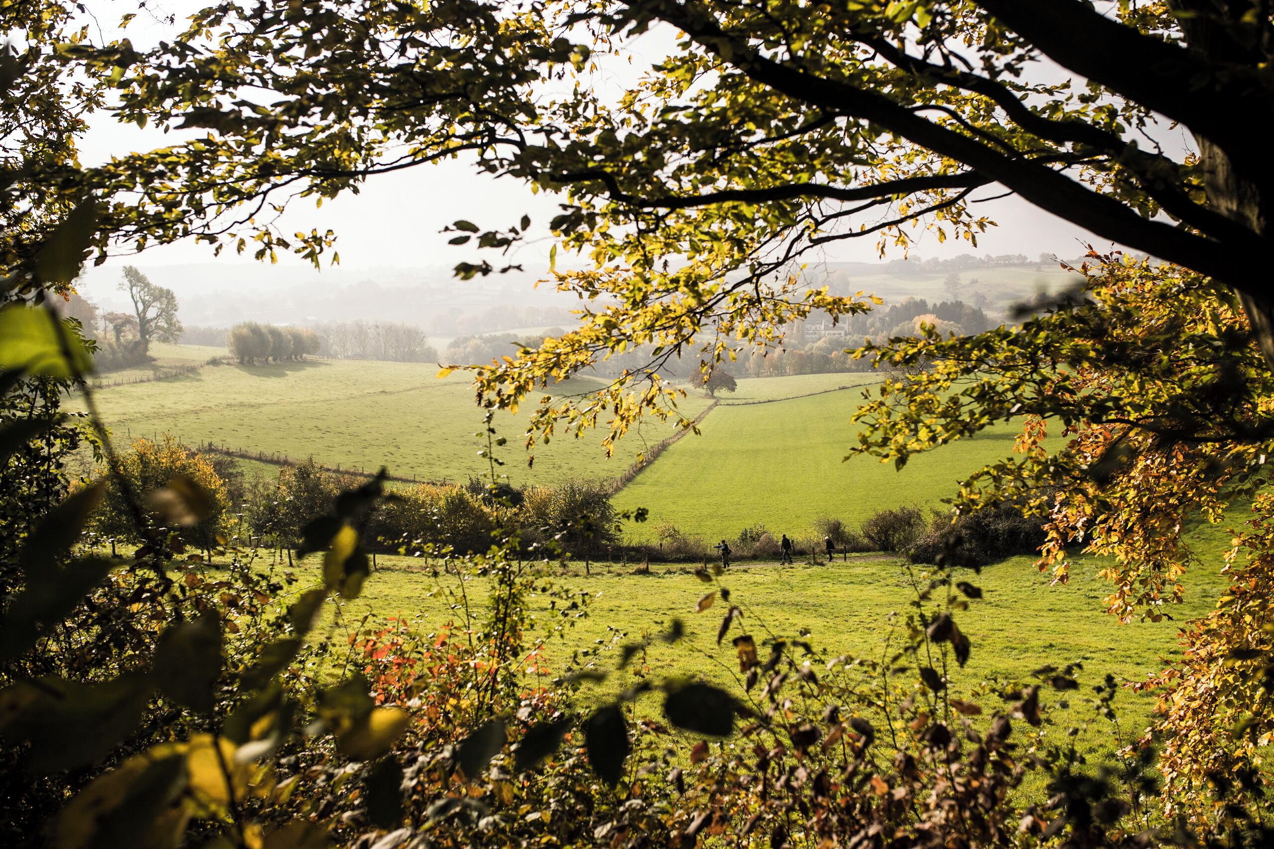 A rural landscape with a field, trees, and a distant building.