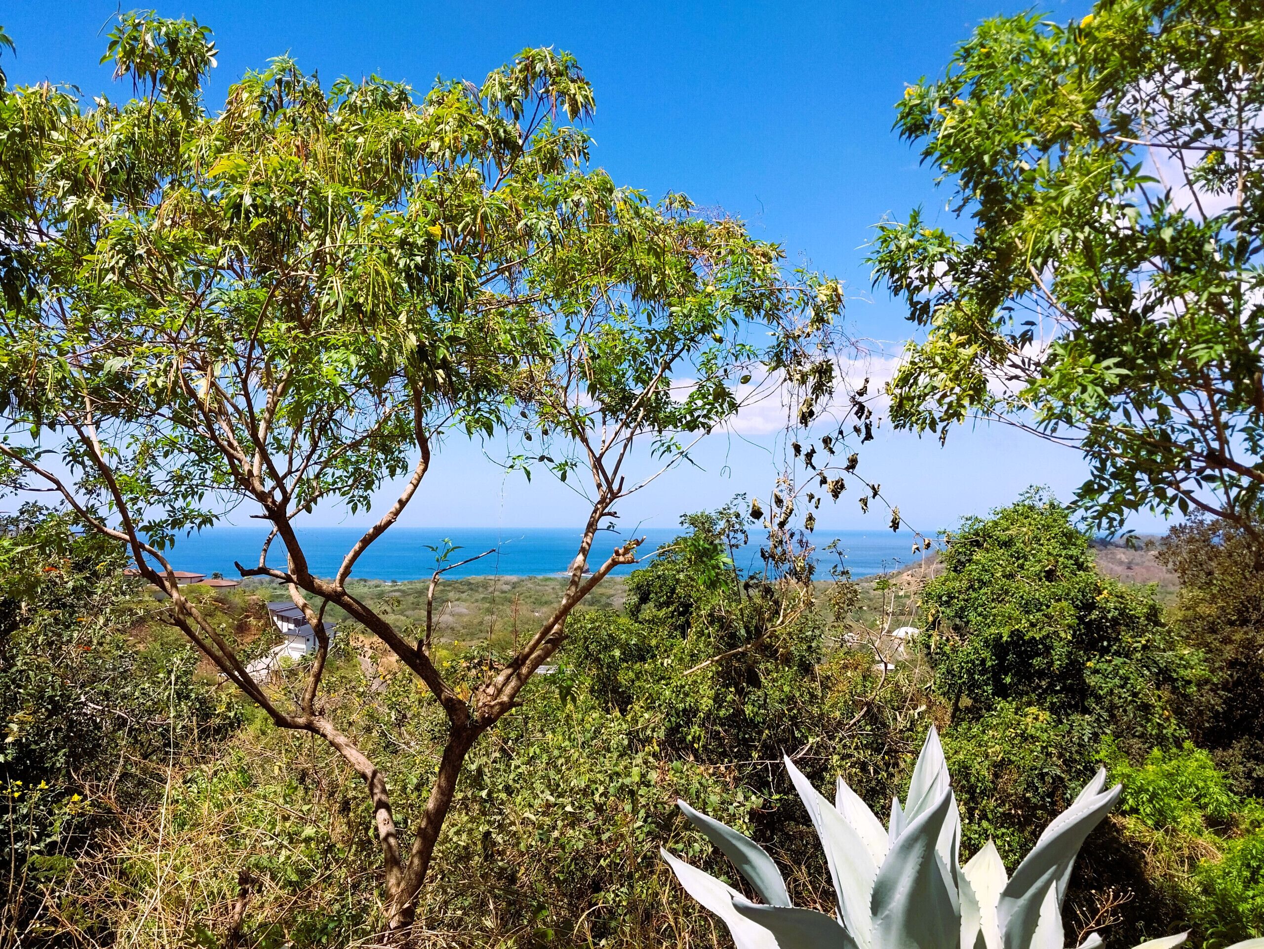 A landscape with a tree and a view of the ocean.