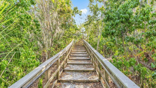 A wooden staircase surrounded by dense foliage leading to a higher elevation. - Canal-Front Oasis in Terra Ceia: Pool, Patio, Dock (Terra Ceia)