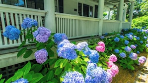A porch with a railing, a white building with shutters, and hydrangea flowers in blue and pink.