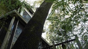 Ein großer Baum vor einem Gebäude mit einer Glasfassade.