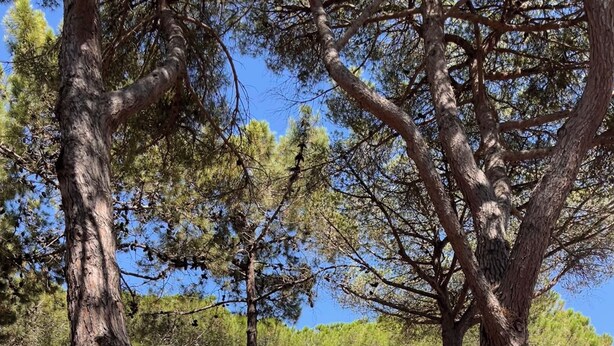 A tree-lined pathway leading to a beach with a clear view of the sea. - FRONTLINE APARTMENT FACING THE SEA (Argelès-sur-Mer)