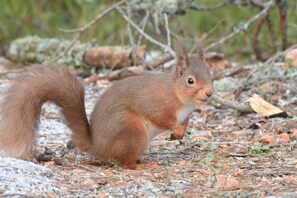 A squirrel on the ground.