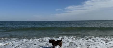 Sun-loungers, beach towels