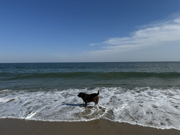 Liegestühle, Strandtücher