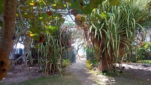 Un sendero en un jardín rodeado de diversas plantas y árboles.