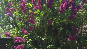 A garden with a flowering shrub. - Beautiful big Independent Furnished Bungalow (High Wycombe)