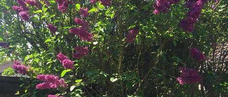 House | Property grounds