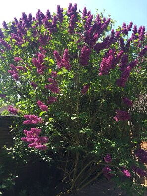 House | Property grounds - Beautiful big Independent Furnished Bungalow (High Wycombe)